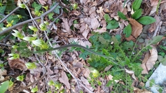 Capsella bursa-pastoris