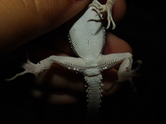 Tenuidactylus caspius