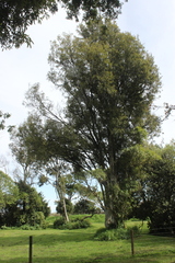 Plagianthus regius