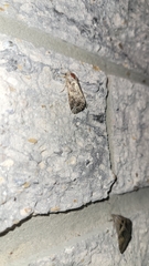 Spodoptera frugiperda