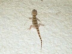 Tenuidactylus caspius