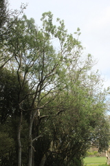 Plagianthus regius