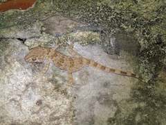 Tenuidactylus caspius