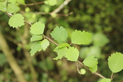 Plagianthus regius