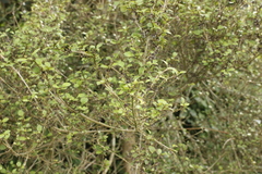 Coprosma areolata