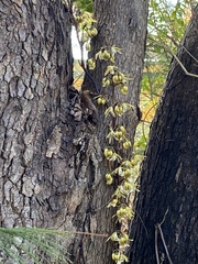 Erythrorchis cassythoides