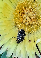 Oxythyrea marginalis