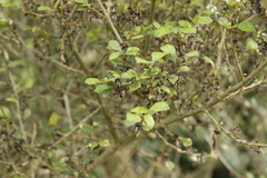 Coprosma areolata