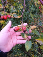 Rosa majalis