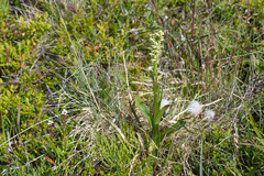 Platanthera hyperborea