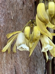 Erythrorchis cassythoides