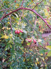 Rosa majalis
