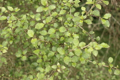 Coprosma areolata