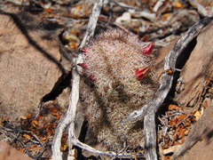 Mammillaria dioica dioica