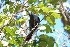 Phainopepla nitens