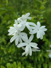 Jasminum multiflorum