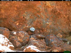 Varanus hamersleyensis