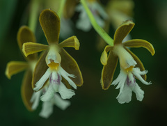 Epidendrum exasperatum