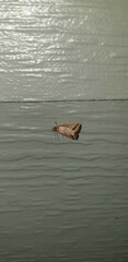 Achyra massalis