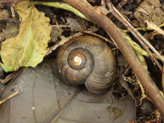 Powelliphanta traversi