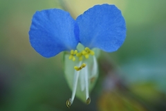 Commelina communis