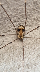 Leiobunum limbatum
