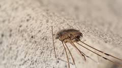 Leiobunum limbatum