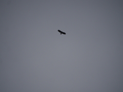 Ictinaetus malaiensis