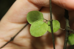 Coprosma crassifolia
