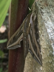 Hippotion celerio