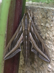 Hippotion celerio