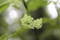 Geniostoma ligustrifolium