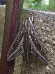 Hippotion celerio