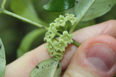 Geniostoma ligustrifolium
