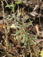 Asplenium hookerianum
