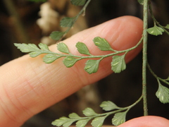 Asplenium hookerianum