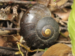 Powelliphanta traversi