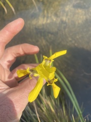Irideae