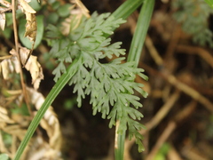 Hymenophyllum demissum