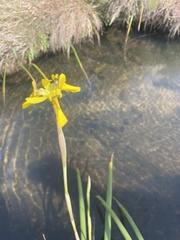 Irideae