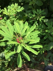 Indigofera