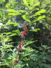 Indigofera