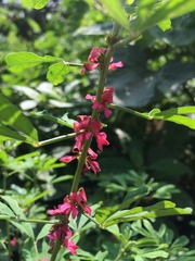 Indigofera