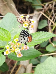 Talicada nyseus nyseus