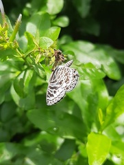 Leptotes plinius