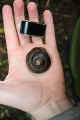 Powelliphanta traversi