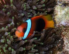 Amphiprion melanopus