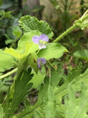 Commelina undulata