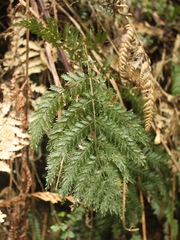 Leptopteris hymenophylloides