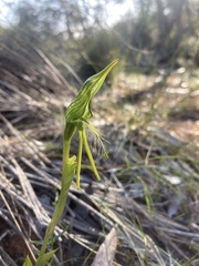 Pterostylis unicornis